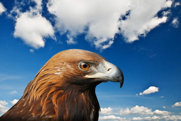eagle