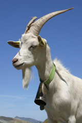 chèvre