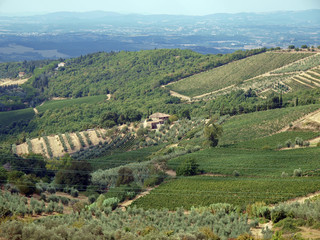 Fototapeta premium Vineyards and olive fields in Chianti, Tuscany