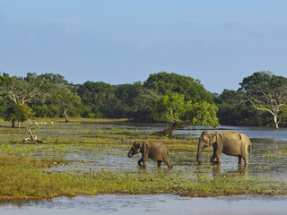 elephants in yala national park