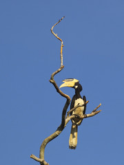 malabar pied hornbill