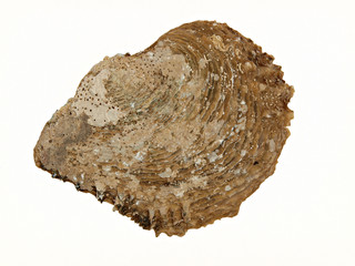 Oyster Shell Outside