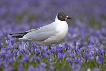 Lachmöwe steht zwischen Krokusblüten © Gerken & Ernst