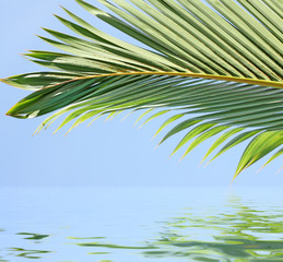 Fototapeta na wymiar palme tropicale sur horizon bleu