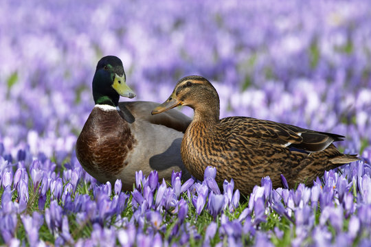 Stockenten P&auml;rchen stehen zwischen Krokusbl&uuml;ten
