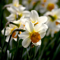 narcissus flowers