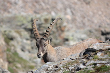 Steinbock, Capra ibex