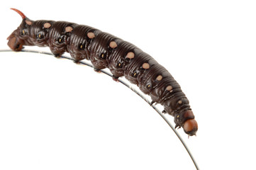 Caterpillar On The Edge
