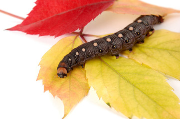 Caterpillar In Autumn Colors