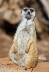meercat