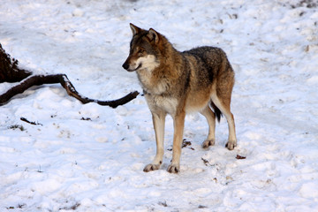 Obraz premium Wölfe im Schnee