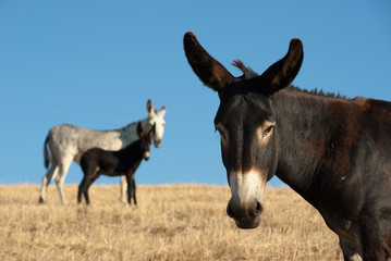 Fototapeta na wymiar Portret Donkey