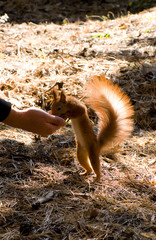 The squirrel taking a nut from a hand