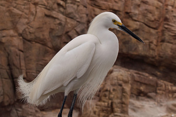White bird