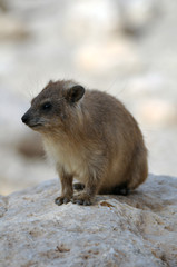 Ein Gedi Rock Hyrax