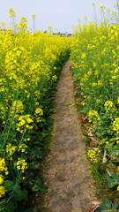 Alley in yellow flowers