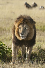 African lion , Masai Mara, Kenya