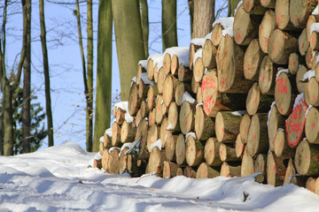 Holzstämme im Wald