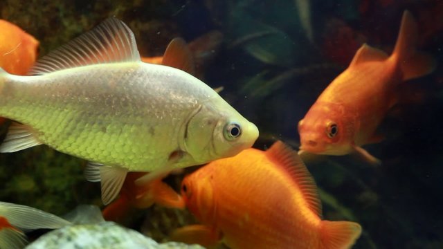 Goldfish II