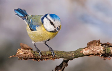Blaumeise
