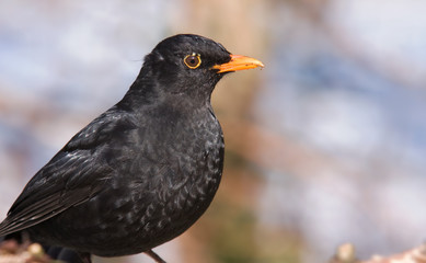 Amsel