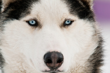 portrait husky dog