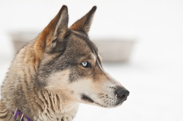 portrait profile husky