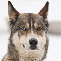 husky dog portrait