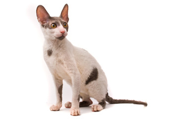 Cornish rex cat on a white background