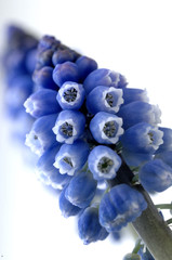 Traubenhyazinthen hyazinthe Muscari macerosum in Blau