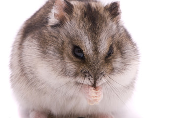 Dwarf hamster eating sunflower seed