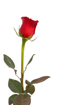 Red rose on a studio white background.