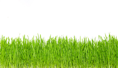 Fototapeta premium trawa na białym tle