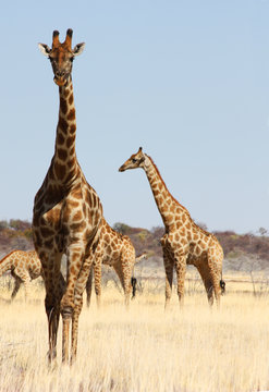 Fototapeta Group of giraffes
