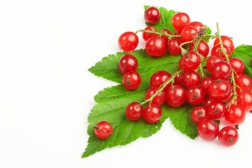 Red currant fruit and green leaves.