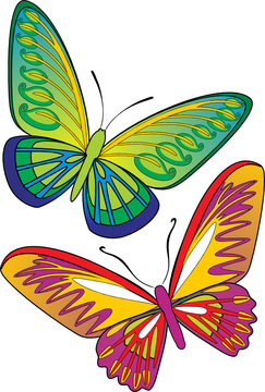 two beautiful butterflies