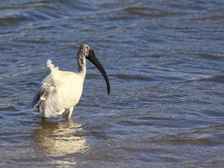 ruffled feathers
