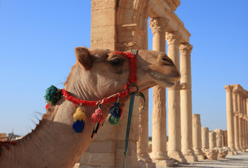 camel in Palmyra