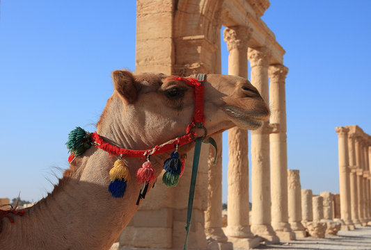 camel in Palmyra