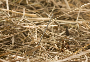 Needle in a haystack close up