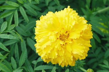 Yellow marigold flower close-up