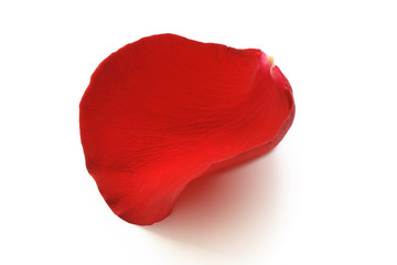 Fototapeta premium Red Rose Petal
