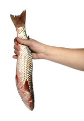 Obraz premium Preparation of baked fish