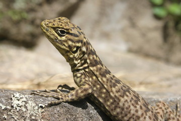 lezard