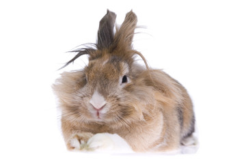 rabit isolated on white background