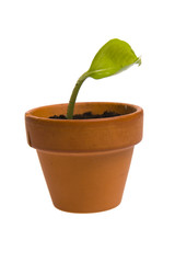 seedling in flowerpot