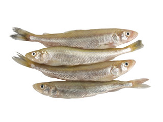 European Smelt Fish (Esmerus Eperlanus). German Stint