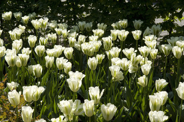 Viridiflora-Tulpe; Tulipa; Spring Green