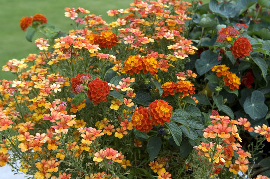 Wandelroeschen, Titti Frutti, Elfenspiegel
