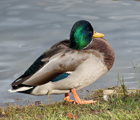 Big drake on the lake